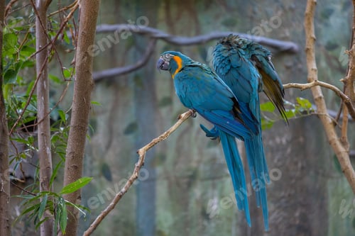 Preview: Hyacinth Macaw with blurry green in zoo park