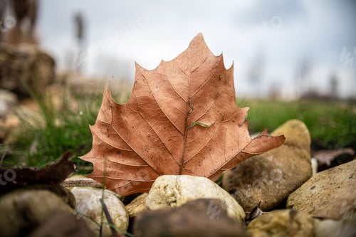 Preview: Close-up of a dry autumn leaf.