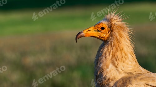 Preview: Egyptian Vulture