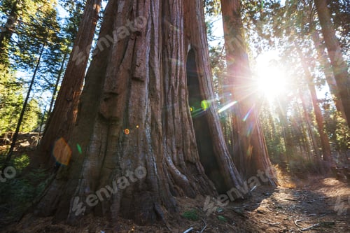 Preview: Sequoia