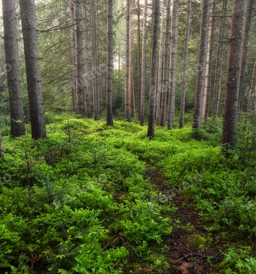 Preview: Panorama of the summer forest. Fresh plants in the forest. Natural background.