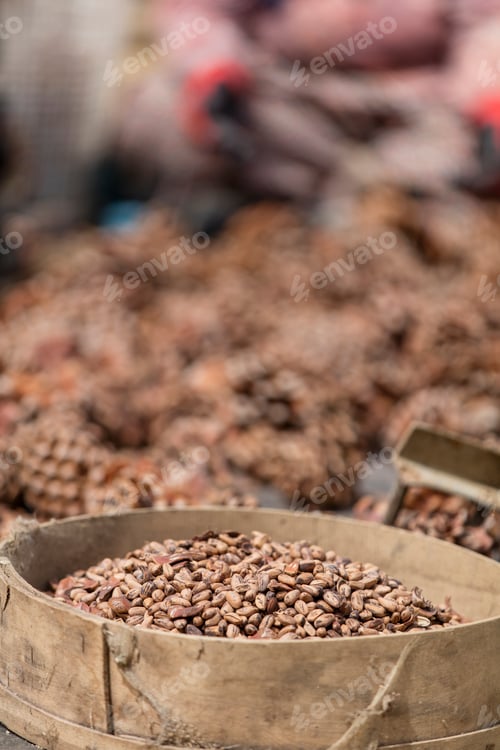 Preview: Pine Nut Harvest