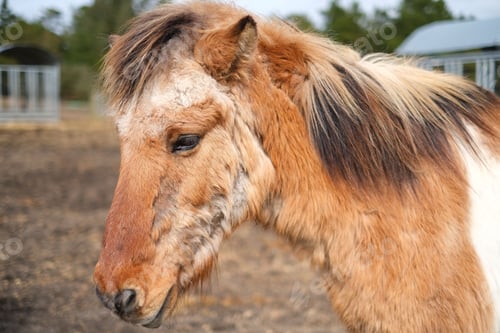 Preview: Icelandic horse in a grassy field on a sunny day, looking out towards the horizon