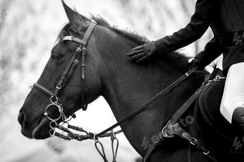 Preview: Horse Jumping, Equestrian Sports, Show Jumping themed photo.