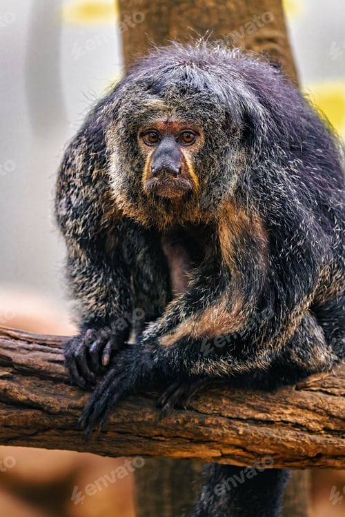 Preview: Close-up of a saki monkey perched on a tree branch