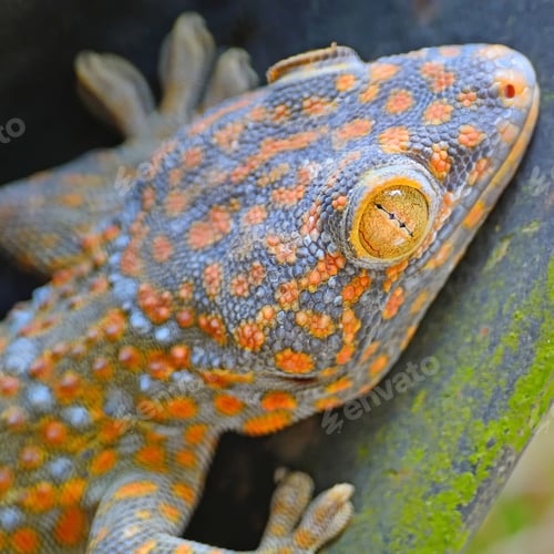 Preview: gecko lizard