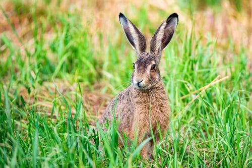 Preview: Alert European hare or Lepus europaeus sits in a meadow