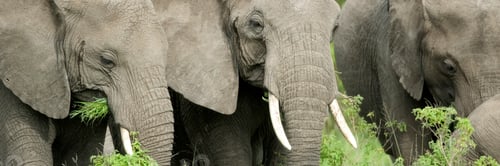 Preview: elephant's head in the wild
