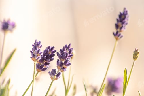 Preview: Delicate floral spring background of lavender flowers close-up blooming in spring in Europe,pastel