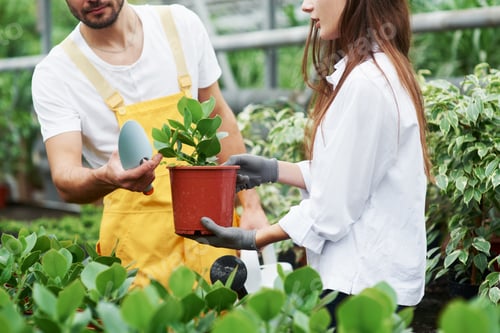 Preview: Couple of lovely garden workers in job clothes taking care of plant in the pot in the greenhouse