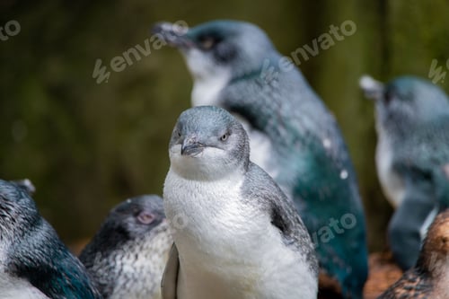 Preview: White-flippered penguin (Eudyptula albosignata) in a zoo
