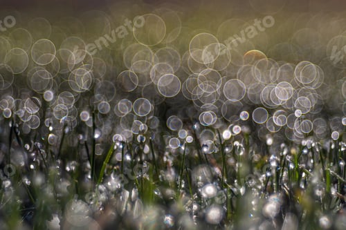 Preview: Closeup shot of the grass in a field with a blurry background and bokeh effect
