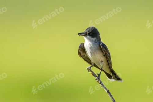 Preview: Eastern kingbird perched on a twig.