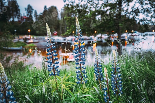 Preview: Wild Flowers Lupine In Summer Meadow Near Lake At Evening Night. Lupinus, Commonly Known As Lupin Or