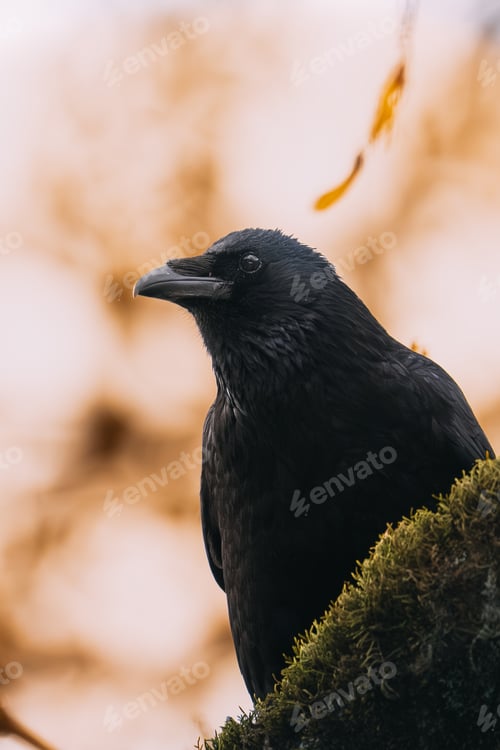 Preview: Black raven bird looking right while perching on a moss covered branch
