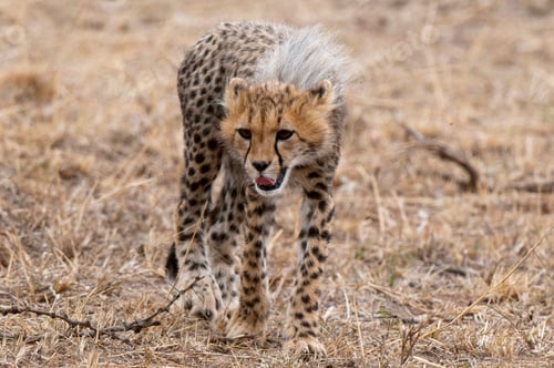 Preview: Cheetah cub walking through dry grassland.