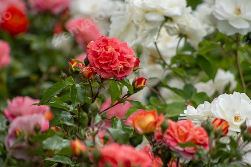 Preview: Roses bush in the garden. Flower petals bud