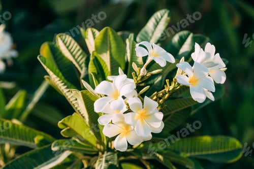 Preview: Blooming White Flowers Of Plumeria In Garden. UAE