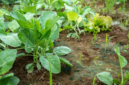 Preview: Vegetables Organic farm for background ,Organic fresh harvested vegetables