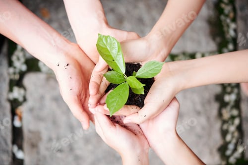 Preview: Green plant in people's hands