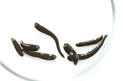 Preview: Medicinal leeches in Petri dish isolated on white, top view