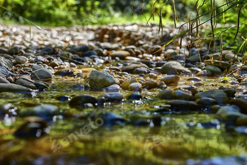 Preview: Close shot of rocks in the water near plants with a blurred background at daytime