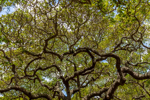 Preview: World's Largest Cashew Tree - Pirangi, Rio Grande do Norte, Brazil
