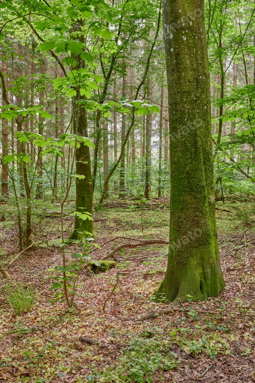 Preview: The forest in springtime
