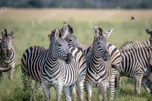 Preview: Two Zebras starring at the camera.