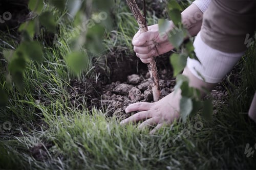 Preview: Hands Planting A Tree