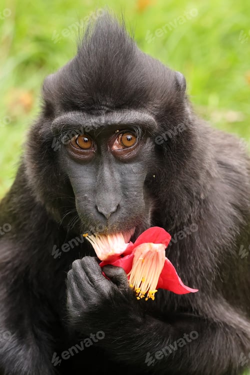 Preview: Crested Macaque (Macaca Nigra) in natural habitat