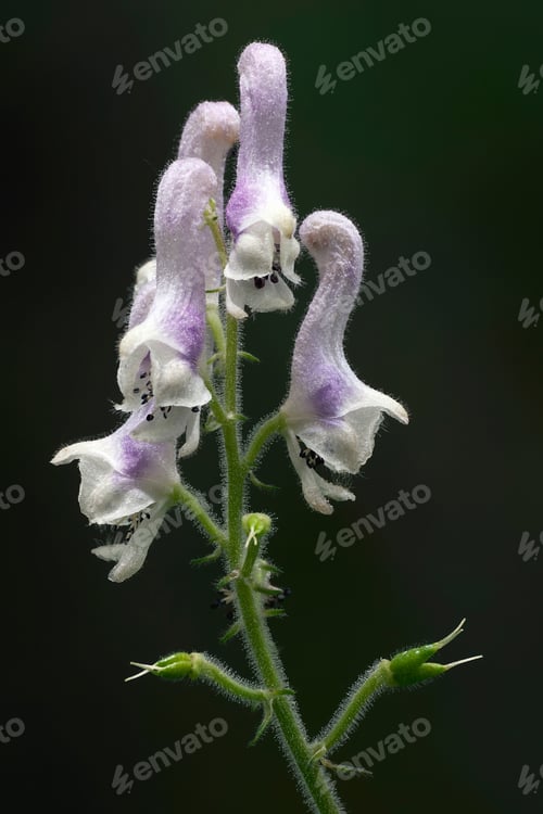 Preview: White Monkshood (Aconitum Alboviolaceum).