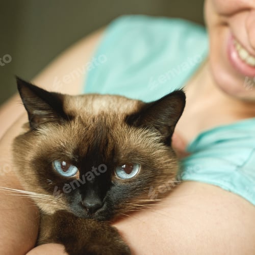 Preview: Female holding siamese cat with blue eyes, smiling caucasian woman and content
