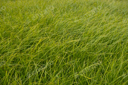 Preview: Detail of windswept sea grasses.