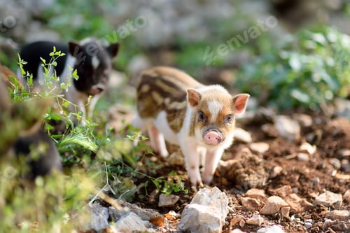 Preview: Funny little piglet breed of lop-bellied on a backyard of agricultural farm