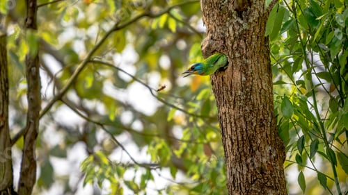 Preview: A bird Taiwan Barbet attack to one asian wasp from the hole. Protect nest