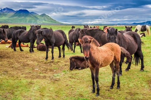 Preview: Horses with foals in the Iceland mountains