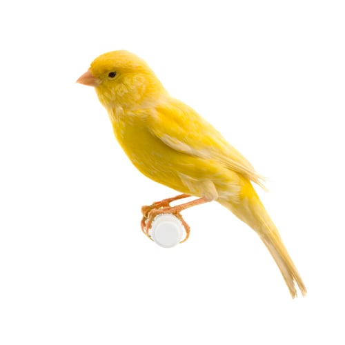 Preview: Yellow canary on its perch