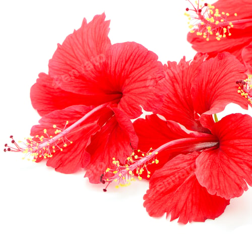 Vorschau: roter Hibiskus