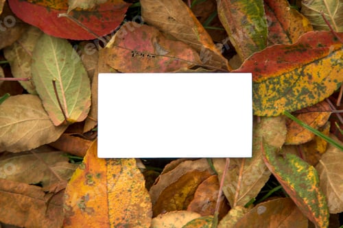 Preview: Autumn Leaves Background with White Card in Center
