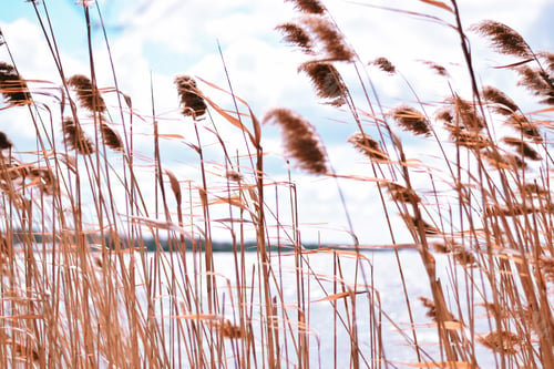 Preview: Tall dry grasses with waterscape in the background