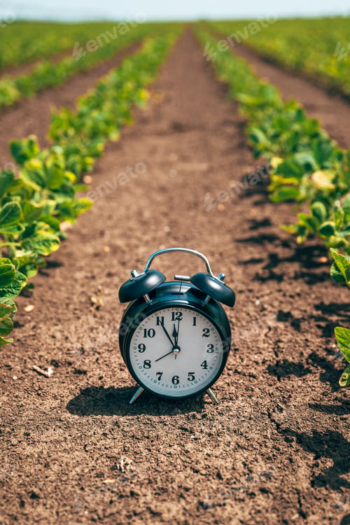 Preview: Alarm clock in cultivated soybean crop field