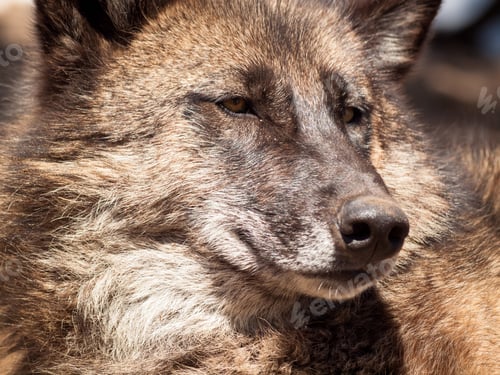 Preview: Wolf
