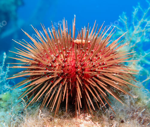 Preview: Purple sea urchin form Cyprus