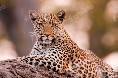 Preview: Leopard, Chobe National Park, Botswana