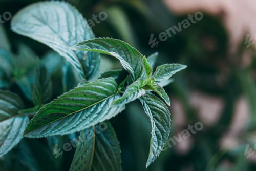 Visualização: Folhas de hortelã fresca no jardim. Vista de perto