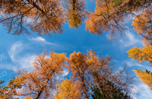 Preview: Look up in autumn forest