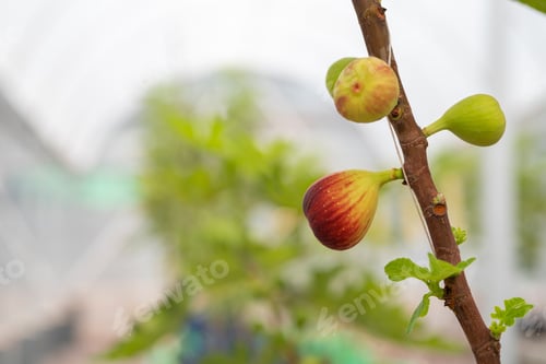 Preview: Fig Fruits with leaf on Figs tree. Beautiful sweet fresh organic figs in green house farm Healthy
