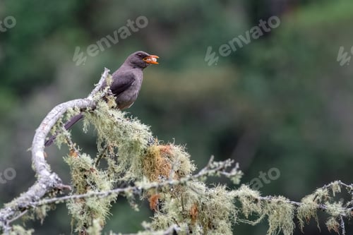 Preview: Great Thrush (turdus fuscater). Bird with white fruits in its beak