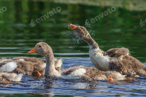 Preview: domestic geese chicks on the lake
